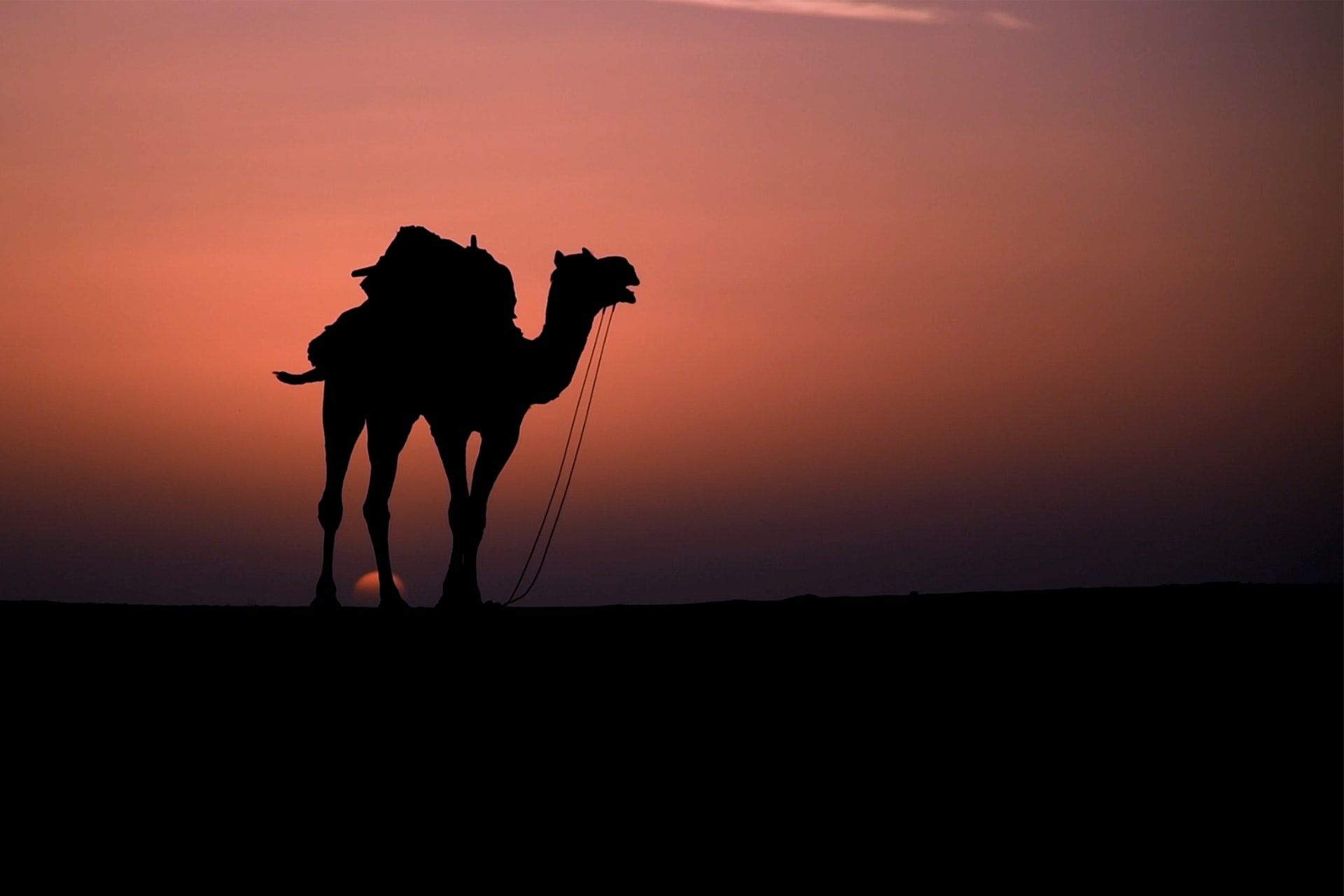 camel hiking footwear