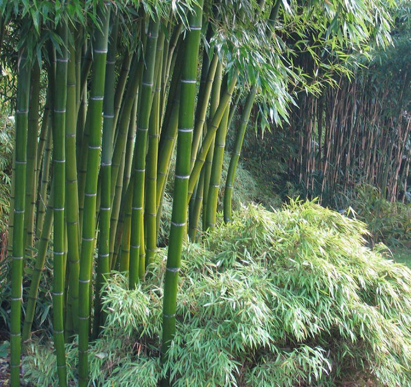 Bamboo Viscose Fibers