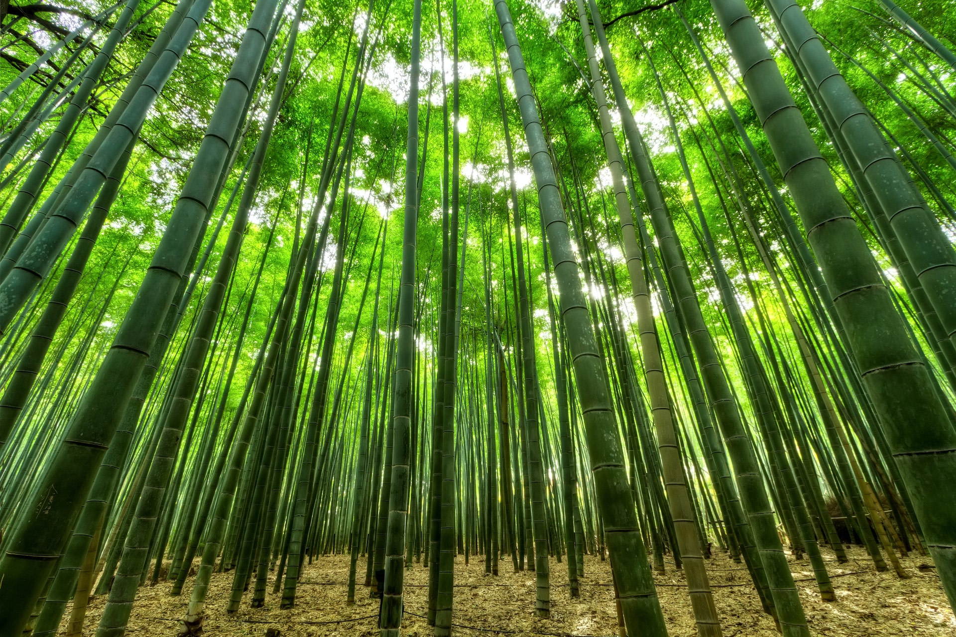 Bamboo forest Contact us