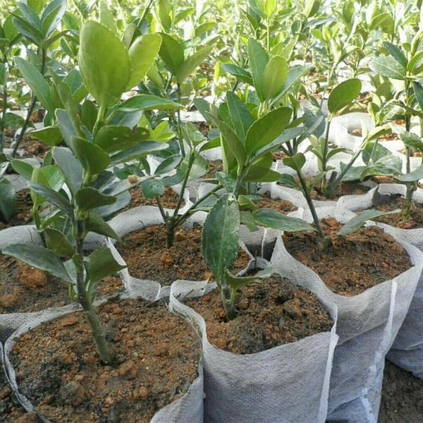 Biodegradable Nursery Bags Non-Woven Eco Friendly Garden Accessories » Eco Trading Marketplace 6