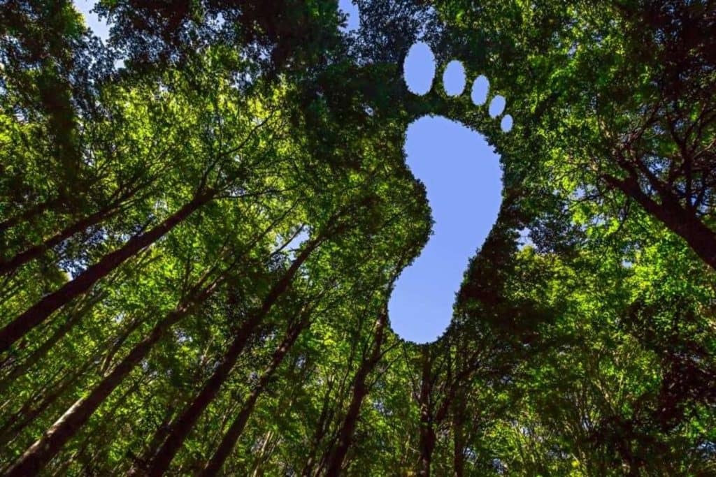 Climate footprint in trees